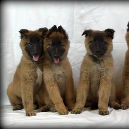 Belgian Tervuren Puppies from Kanna Belgian Tervuren