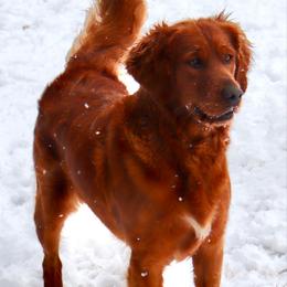 Darla - Golden Retriever