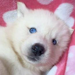 AKC Sapphire - White female Siberian Husky puppy in Centreville, Maryland from Huskies By the Bay