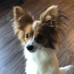 Ruby - Papillon