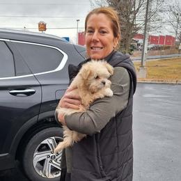 Lucy - Apricot female Mi-Ki puppy in Toronto, Ohio from Shekinah’s Mi-Kis & Cricket Hill’s Westies