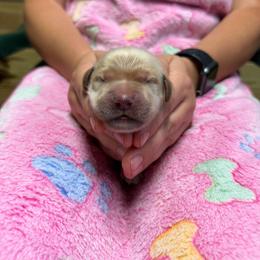 Green collar - Light golden male Golden Retriever puppy in Monroe, Tennessee from Golden Girls Furever Friends