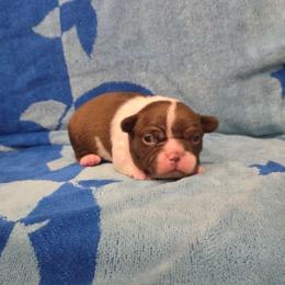 Max - Red male Boston Terrier puppy in Calhoun City, Mississippi from Byrd's Beautiful Bostons