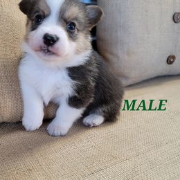 Pembroke Welsh Corgi Puppies from Pinkyella Corgis