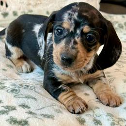Eclipse - Dapple male Dachshund puppy in Salem, Oregon from Longdox Mini Dachshunds