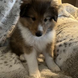 Shetland Sheepdog Puppies from Tricia's Sheltie Puppies