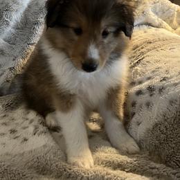Shetland Sheepdog Puppies from Tricia's Sheltie Puppies