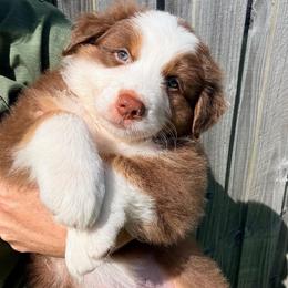 Maui - Red tri-color male Australian Shepherd puppy in Morehead City, North Carolina from Crab Point Australian Shepherds