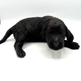 Cricket - Black male Goldendoodle puppy in Mount Pleasant, Tennessee from Doodle My Heart