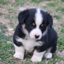 Hulk - Black and tan Pembroke Welsh Corgi puppy in Stilwell, Oklahoma from Barton Farms Corgis
