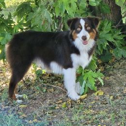 Criminal - Red tri-color male Miniature American Shepherd puppy in Noble, Oklahoma from Roserock Aussies