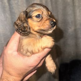 Onyx - Red male Dachshund puppy in Conway, Missouri from Ozark Mountain Kennel