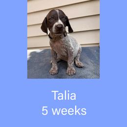 Talia - Liver roan female German Shorthaired Pointer puppy in Marshfield, Missouri from Pebblebrook German Shorthaired Pointers