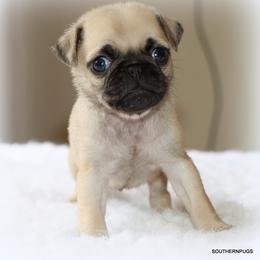 Walter - Fawn male Pug puppy in Winnsboro, Texas from Southern pugs