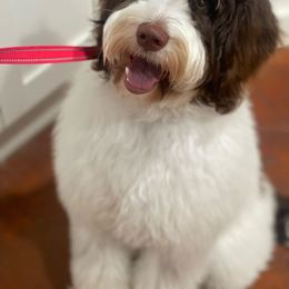 Bernedoodle Puppies from Sweet Pea Bernedoodles