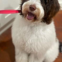 Bernedoodle Puppies from Sweet Pea Bernedoodles