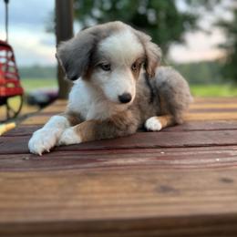 Esther - Blue merle female Miniature Australian Shepherd puppy in Doddridge, Arkansas from Huddleston Farm