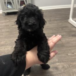 Male 1 - Black male Cockapoo puppy in Dahlonega, Georgia from Loveable Cockapoos