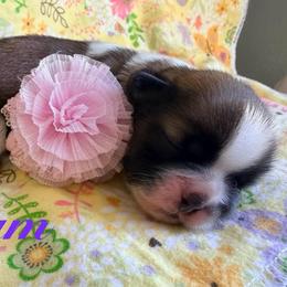 Tatum - Gold and white female Shih Tzu puppy in Hemet, California from Aloha Shih Tzu