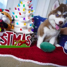 Siberian Husky Puppies from A&C Siberian Huskies