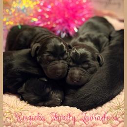 Female 4 - Black female Labrador Retriever puppy in Lyman, Nebraska from Ruzicka Family Labradors LLC