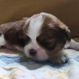 Coco - Red and white female Shih Tzu puppy in Wolcottville, Indiana from Ducky's Doodles