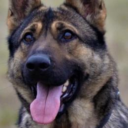 German Shepherds from Abenteurer German Shepherds