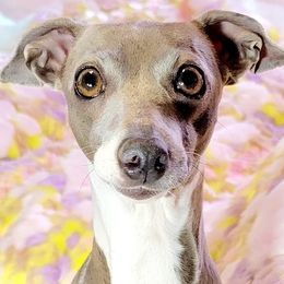 Trinket - Italian Greyhound