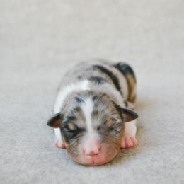 Skye - Blue merle female Australian Shepherd puppy in Aberdeen, North Carolina from Huckleberry Hill Aussies LLC.