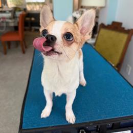 Chihuahua puppies from Fiddlefigg Chihuahuas