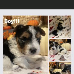 Biewer Terrier Puppies from Southern Star Biewers