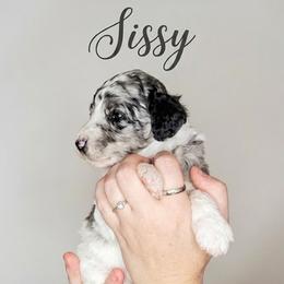Bernedoodle Puppies from Willow Creek Farm