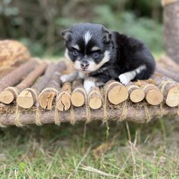 Peach - Black and white female Pomsky puppy in Coos Bay, Oregon from Ocean View Pomskies