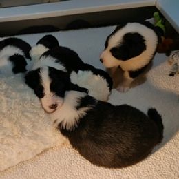 Bearded Collies from Majela Bearded Collie