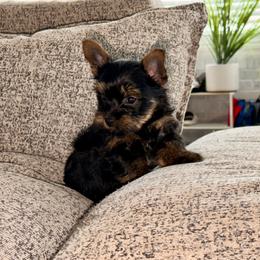 Orange collar - Black and tan female Yorkshire Terrier puppy in Dallas, North Carolina from Yorkie Fever