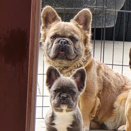 French Bulldogs from Aura Frenchies ND