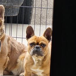 French Bulldogs from Aura Frenchies ND