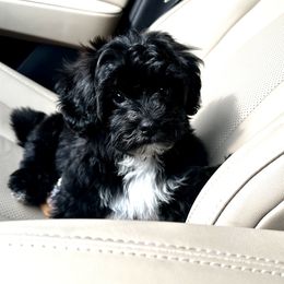 Companion Cross, Maltese, Morkie, and Yorkipoo Puppies from MC Kennels