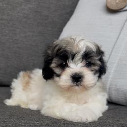 Molly - Brown and white female Shichon puppy in Manheim, Pennsylvania from Paige Haldeman's Cavapoos and Shichons