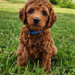 Blue Collar Boy - Red male Irish Doodle puppy in Madison, Wisconsin from Morningside Doodles