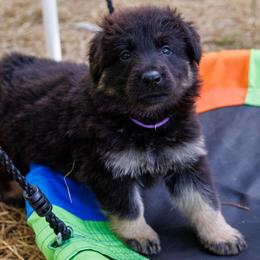 German Shepherd Puppies from Zwinger Vom Rabenauge