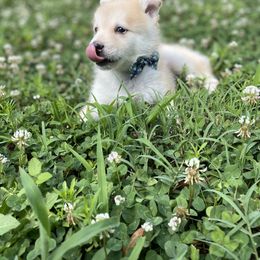 Pomsky Puppies from Gemstone Pomskies