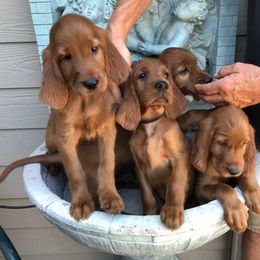 Irish Setter Puppies from Royal Redheads Irish Setters