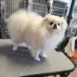 Queenie - Pomeranian
