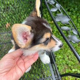 Black Beauty - Black and tan female Pembroke Welsh Corgi puppy in Blaine, Tennessee from Rose Brier Pembroke Welsh Corgis