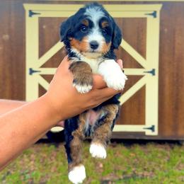 Molly - Tri-color female Bernedoodle puppy in Greenville, Texas from Doodles of Promise