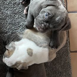 Olde English Bulldogge Puppies from Gods Of Olympus Bulldogges