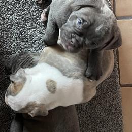 Olde English Bulldogge Puppies from Gods Of Olympus Bulldogges