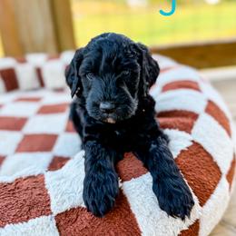 Terry - Black male Goldendoodle puppy in Cleveland, Tennessee from Liberty Creek Farms