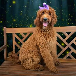 Harper Purple - Red  female Goldendoodle puppy in Kountze, Texas from Texas Doodles LLC
